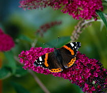 Red admiral butterfly (Vanessa atalanta) on Buddleia flowers, UK