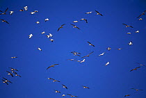 Eastern white pelican (Pelecanus onocrotalus) flock soaring on thermals, Europe