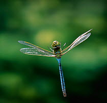 Emperor dragonfly (Anax imperator) in flight, UK