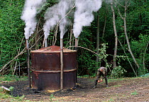 Charcoal burner at work, Loder Valley Reserve, Ardingly, West Sussex, UK