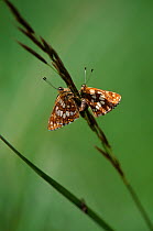 Duke of Burgandy butterflies (Hamearis lucina) mating pair, UK