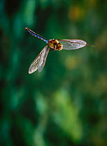 Emperor dragonfly (Anax imperator) in flight, male, UK