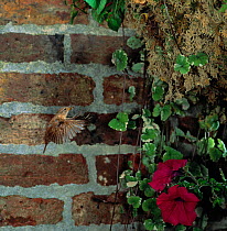 Wren (Troglodytes troglodytes) flying with insect prey to nest in hanging basket, UK