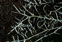Fungal hyphae / Mycelium (roots) under bark of rotting tree, UK