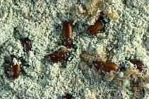 Confused flour beetles (Tribolium confusum) in flour, UK
