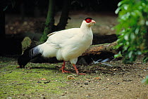 White eared pheasant (Crossoptilon crossoptilon) Endangered, controlled conditions, from Himalayas