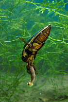 Great diving beetle (Dytiscus marginalis) male feeding on worm prey underwater, controlled conditions, UK