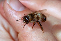 Honey bee (Apis mellifera) drone (stingless male bee) on human hand, UK