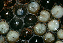 Honey bee (Apis mellifera) larvae in cells fed on royal jelly, UK