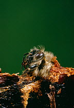 Honey bee (Apis mellifera) adult emerging from pupa, UK