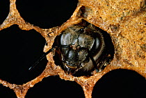 Honey bee (Apis mellifera) adult emerging from cell, UK
