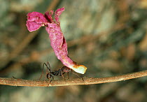 Leafcutter ant (Atta sp) carrying flower to nest, controlled conditions, from South America