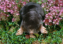 European mole (Talpa europaea) emerging above ground, UK , controlled conditions