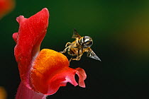 Hoverfly (Eristalis tenax) taking off from Snapdragon flower, UK