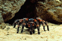 Mexican red-knee tarantula (Brachypelma smithi) from Mexico, controlled conditions