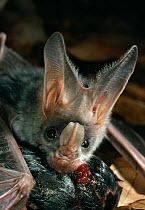 Greter false vampire bat (Megaderma lyra) feeding on mouse, India, controlled conditions