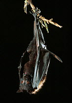 Indian flying fox bat (Pteropus giganteus) roosting, controlled conditions