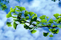 Leaves of the Ginkgo tree (Ginkgo biloba) native to Central China