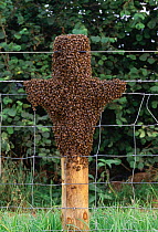 Honey bee (Apis mellifera) swarm swarming on fence post, UK