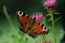 Peacock butterfly (Inachis io) with wings open on Lesser knapweed flower, UK