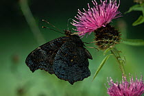Peacock butterfly (Inachis io) with wings closed on Lesser knapweed flower, UK