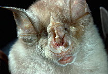 Greater horseshoe bat (Rhinolophus ferrumequinum) portrait showing horseshoe shaped nose. Controlled conditions
