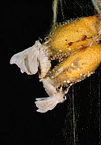 Chinese silkworm moth (Bombix mori) pair mating on coccoons, controlled conditions