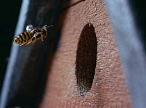 Tree wasp (Dolichovespula sylvestris) flying to next in birdbox, Europe