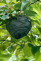 Tree wasp (Dolichovespula sylvestris) nest in tree, Europe