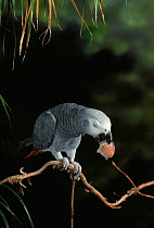 African grey parrot (Psittacus erithacus) feeding on piece of lychee fruit, controlled conditions, Endangered species