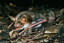 Greater mouse-eared bat (Myotis myotis) searching for insects on the ground, UK, controlled conditions