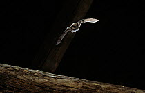 Common pipistrelle bat (Pipistrellus pipistrallus) flying in roof space, UK