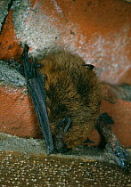 Common pipistrelle bat (Pipistrellus pipistrallus) roosting under roof tiles, UK