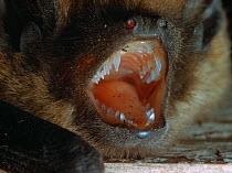 Common pipistrelle bat (Pipistrellus pipistrallus) with mouth open showing teeth, UK, controlled conditions