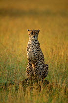 Cheetah (Acinonyx jubatus) sitting on mound in savanna, Masai Mara GR, Kenya