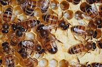 Honey bees (apis mellifera) on honey comb cells in hive, worker bees and one large drone bee, UK