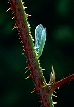 Green lacewing (Chrysopa perla) UK