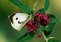 Large white / cabbage white butterfly {Pieris brassicae} on Buddleia flowers, UK