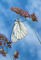 Black veined white butterfly (Aporia crataegi) UK
