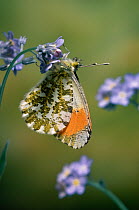 Orange tip butterfly (Anthocharis cardamines) UK
