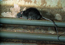 Black rat (Rattus rattus) on drain pipe in building.