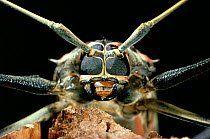Harlequin beetle (Acrocinus longimanus) close up, portrait