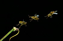 Yellow dungfly (Scathophaga stercoraria) taking off, multiflash sequence of three images, controlled conditions