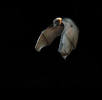 Indian flying fox bat (Pteropus giganteus) in flight, controlled conditions