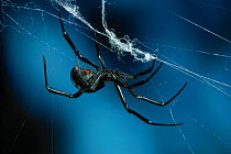 Black widow spider (Lactrodectus mactans) on web
