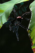 Red rump tarantula spider (Brachypelma vagans) from South America