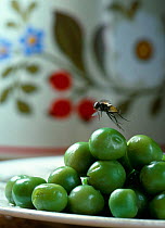 Common house fly (Musca domestica) flying from fruit bowl, UK
