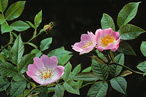 Wild rose (Rosa arvensis) flowers in hedgerow, UK