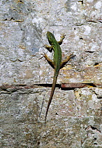 Green lizard (Lacerta viridis) basking on wall, Europe