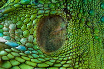 Close up of ear of Common green iguana (Iguana iguana) showing tympanic membrane